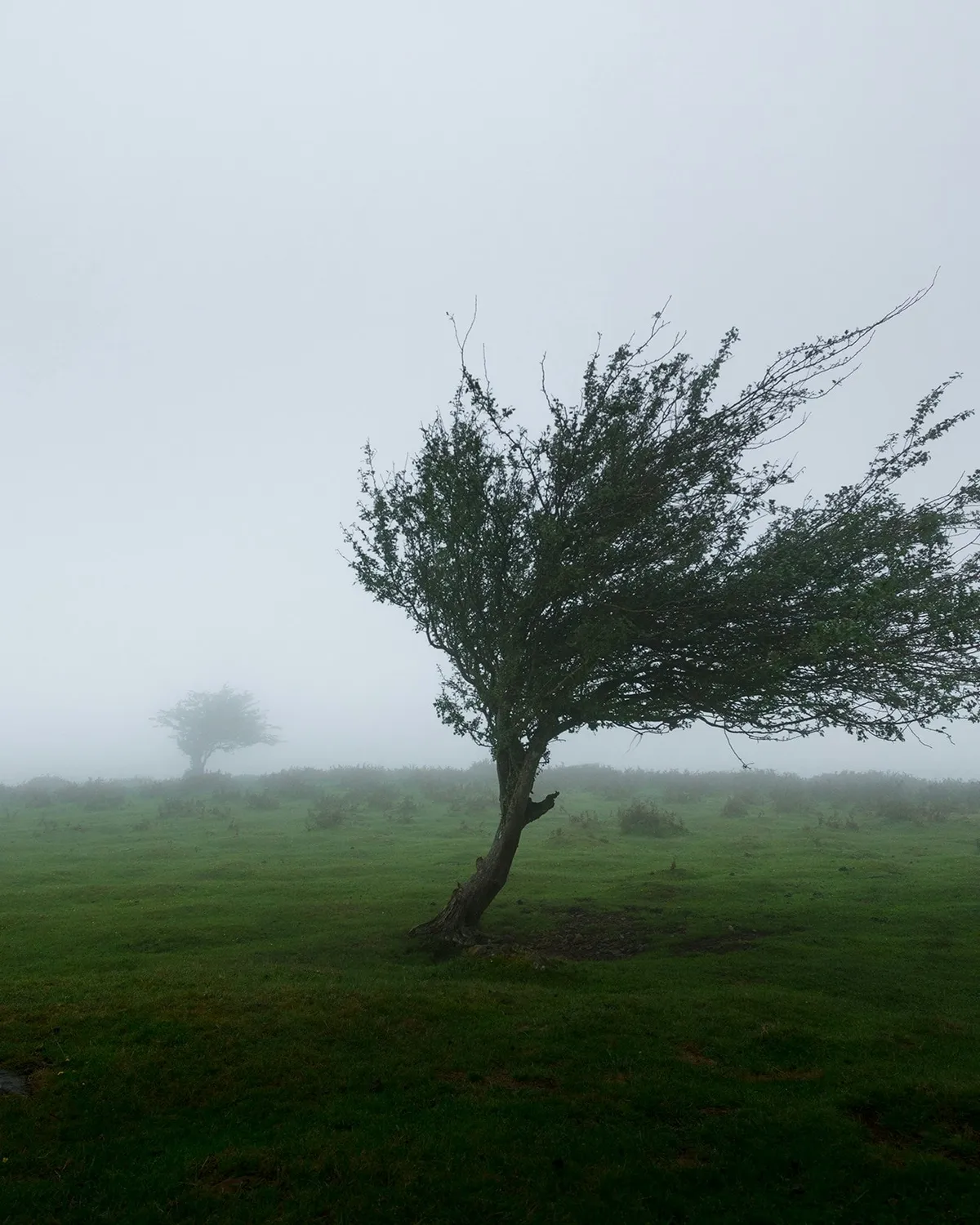 A wind-shaped tree on a foggy hillside, its branches permanently bent from years of prevailing wind