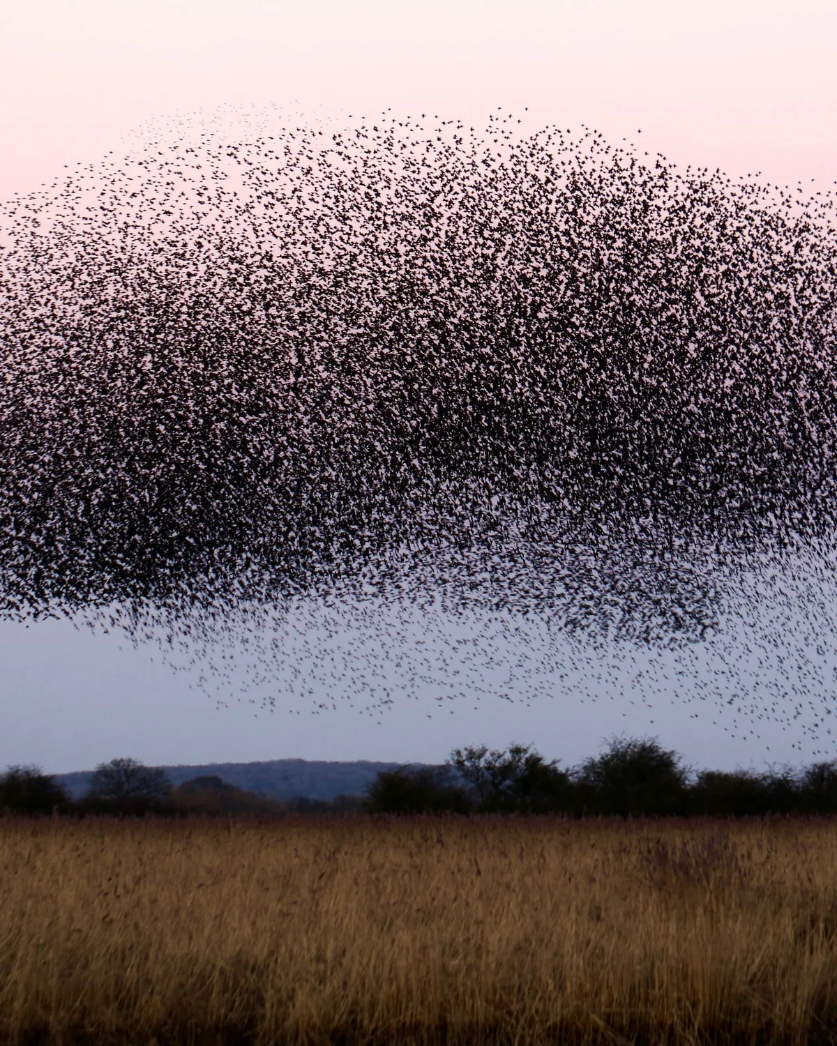 A vast murmuration of starlings shifting shape over a marsh at dusk