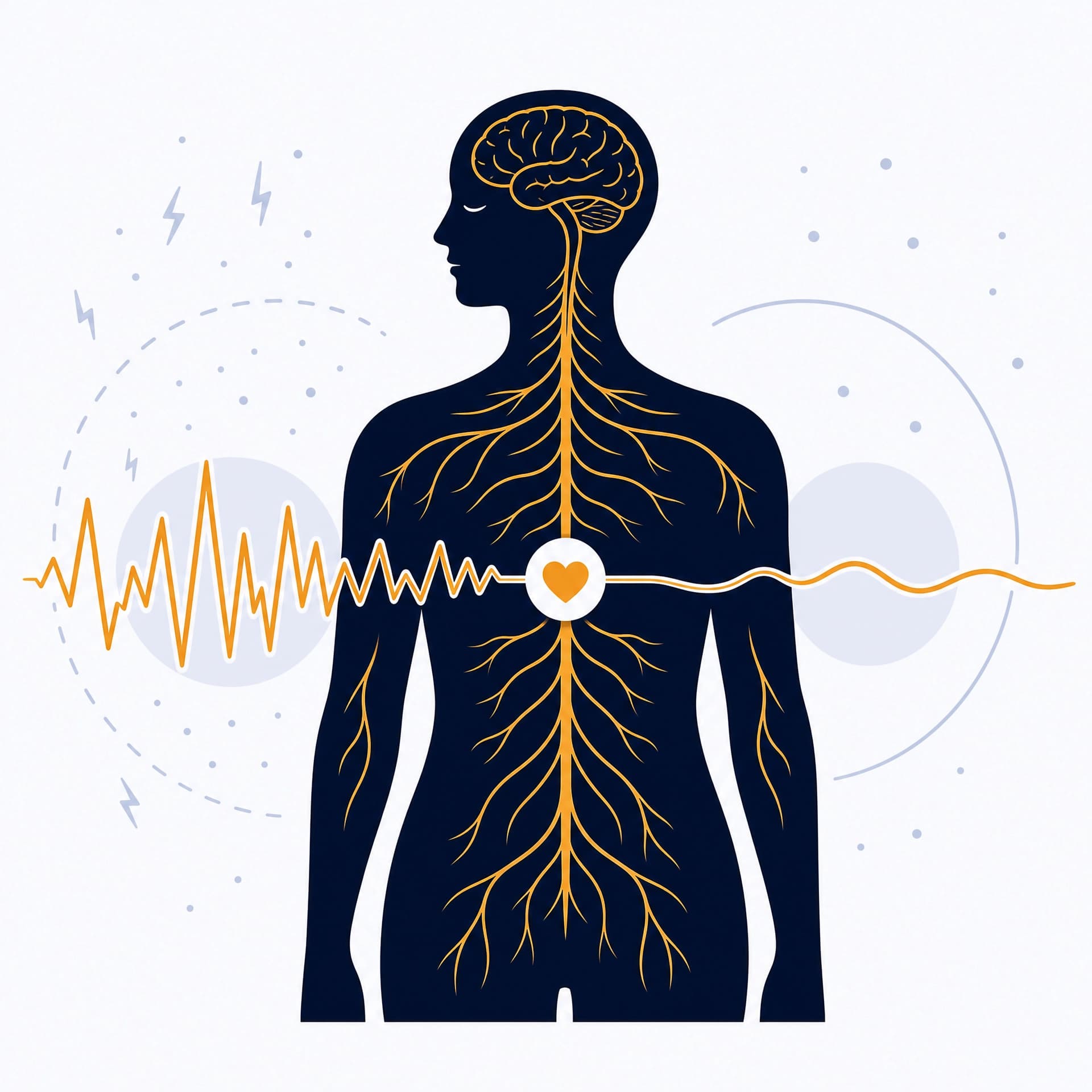 A regulated nervous system moving from activation to calm